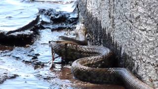 Schlange am Gardasee Italien  2024  Natrix Tesselata [upl. by Oam]