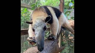 Tony The Tamandua [upl. by Neal]