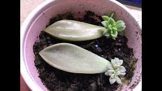 Propagating Succulents From Leaves [upl. by Lukasz]