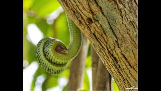 Snake swallows bird [upl. by Pride250]