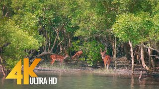 Sundarbans  The World’s Largest Natural Mangrove Forest India  4K 60fps Nature Relax Video [upl. by Cusick]