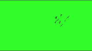 Birds Flying Green Screen Video HD  BIRDS  Chroma Key  NO COPYRIGHT [upl. by Dexter]