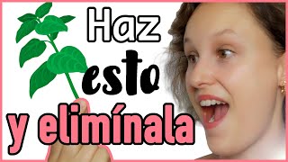 ¿Orégano para la CANDIDIASIS Descubre Cómo Eliminar el Hongo CÁNDIDA con Tratamiento Natural [upl. by Tra999]