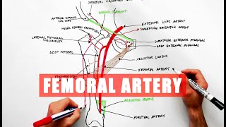 Femoral Artery and its branches  Anatomy tutorial [upl. by Ahsiei717]