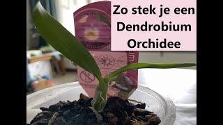 Dendrobium orchidee stekken Propagation Dendrobium orchids [upl. by Burt]