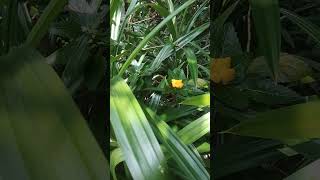 Biriyani kaitha valarnnu pura niranju Sry muttam niranju Rambha Leaf [upl. by Ahsihat]