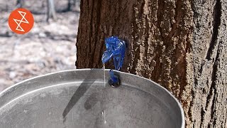 Making Maple Syrup  Où se trouve Garland Sugar Shack [upl. by Ricardo631]