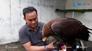 Elang Golden Eagle Seharga 300 Juta yang Berasal dari Republik Ceko [upl. by Meggs]