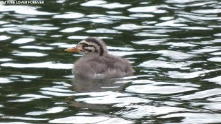 Grebes chicks floating yawning and sleeping [upl. by Anirrehs]