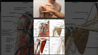 auscultation général de lépaule [upl. by Nossila]