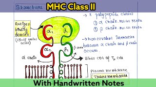 Major Histocompatibility Complex MHC Class II  Structure  Function  Immunology Lecture 25 [upl. by Delija]