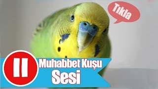 Muhabbet Kuşu Sesi Kuşunuz Kesin Ötecek [upl. by Esra568]