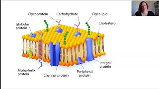 Membrane transport 2021 [upl. by Sheehan]