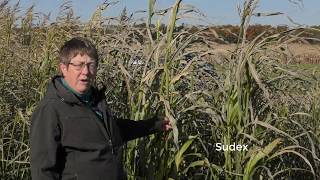 Sorghum for Cover Crops and Forage [upl. by Eniortna]