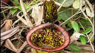 The Discovery of Nepenthes attenboroughii [upl. by Viva]