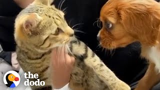 Cat Adopts His New Puppy Brother The Second He Meets Him  The Dodo [upl. by Eissoj]