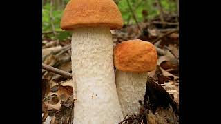 Leccinum albostipitatum [upl. by Gillespie370]