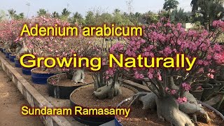 Adenium arabicum Growing Naturally [upl. by Lidia]