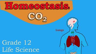 Homeostasis Carbon dioxide  Endocrine System and Homeostasis grade 12 [upl. by Shayla710]