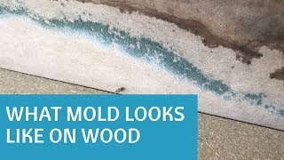 What Does Mold Look Like on Wood [upl. by Anuahsal]