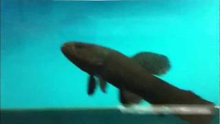 Fahaka Puffer amp RARE Wolf fish ATTACK [upl. by Suivatnom]