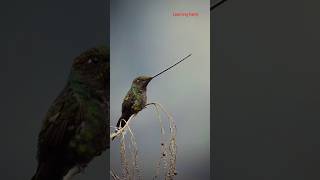 swordbilled Hummingbird birds learning hummingbird viralvideo shorts [upl. by Emoraj610]