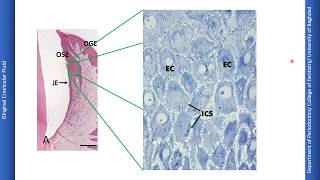 Gingival crevicular fluid GCF lecture [upl. by Minsk]