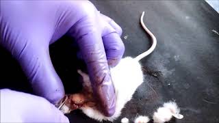 Mouse Brain Dissection 1 [upl. by Arabela487]