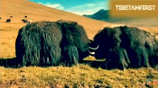 Tibetan Yak Fights Compilation  part 1｜བོད་ཀྱི་གཡག་འཛིང་། [upl. by Lynna]