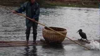 Cormorant fishing on Li River in Yangshuo [upl. by Beniamino]