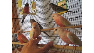 Comparing Bourkes Parakeets to Splendid Parakeets  Their Differences [upl. by Ahsiatal374]