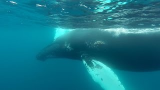 GoPro Snorkeling With Humpback Whales [upl. by Nahshon371]