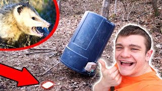 GIANT DEADFALL TRAP Primitive  Survival [upl. by Ehman]