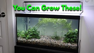 Cheap Substrate amp Plants for a Filterless Planted Tank [upl. by Juxon]