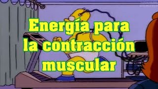 Energía para la contracción muscular [upl. by Rowena]