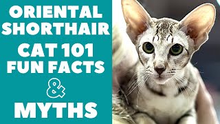 Oriental Shorthair Cats 101  Fun Facts amp Myths [upl. by Enneirb]