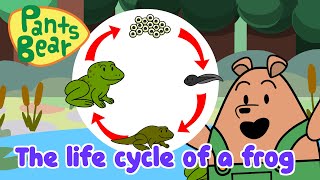 Life Cycle of a Frog  Science for Kids  Educational Video  PantsBear [upl. by Aicilec]