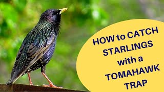 How to Catch Starlings with a Tomahawk Trap 2019 [upl. by Anedal]