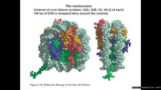 Introduction to chromatin structure [upl. by Sumahs835]