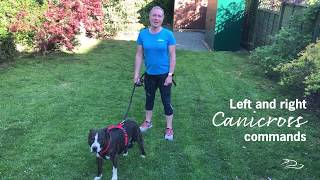 How to teach your dog commands for Canicross [upl. by Wadleigh]