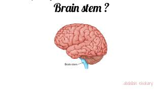 Brain stem death explanation [upl. by Semyaj877]