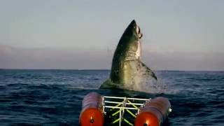 Air Jaws Walking with Great Whites [upl. by Yordan387]