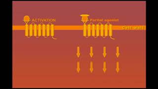 Partial Agonists animation [upl. by Aihseya]