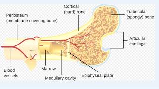Compact amp spongy bone 1 [upl. by Akcirederf660]