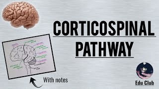 Corticospinal Tract  Pyramidal tract  Detailed Explanation with PG Questions [upl. by Salocin]