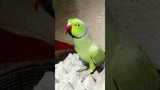 Ae Mittoo Mittoo 🦜 shortsfeed parrotvideo parrot shortvideo viralvideo trending ytshorts [upl. by Lunetta]