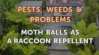 Moth Balls As a Raccoon Repellent [upl. by Eicam474]