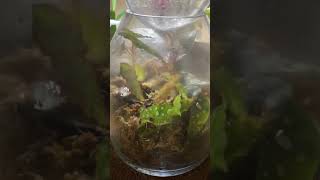 First Begonia Mini Terrarium [upl. by Acsot955]