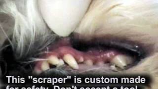 Dog Teeth Cleaning without Anesthesia [upl. by Yerfej]