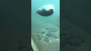 Harbor Seals underwater at the Alaska Sea Life Center [upl. by Barris]